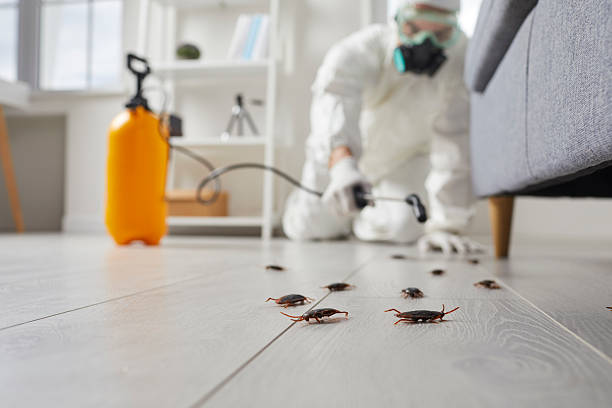 Commercial Kitchen Cockroach Control in Baywood